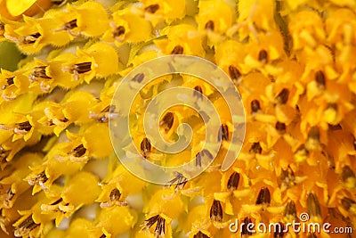 Blossoming sunflower macro â€“ background Stock Photo